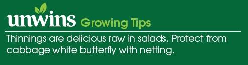 Kale Redbor F1 Seeds Unwins Growing Tips